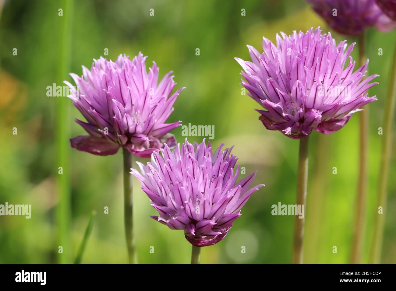 Nahaufnahme von drei schönen Schnittlauch-Blumen vor einem grünen verschwommenen Hintergrund, Seitenansicht Stockfoto