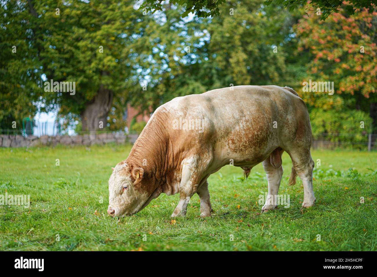 Brauner Bulle auf dem grünen Gras auf dem Bauernhof Stockfoto