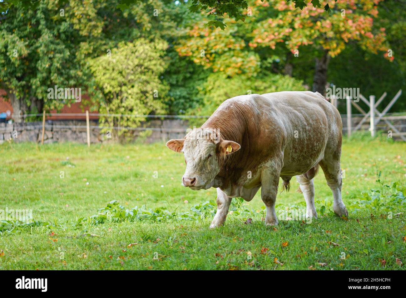 Brauner Bulle auf dem grünen Gras auf dem Bauernhof Stockfoto