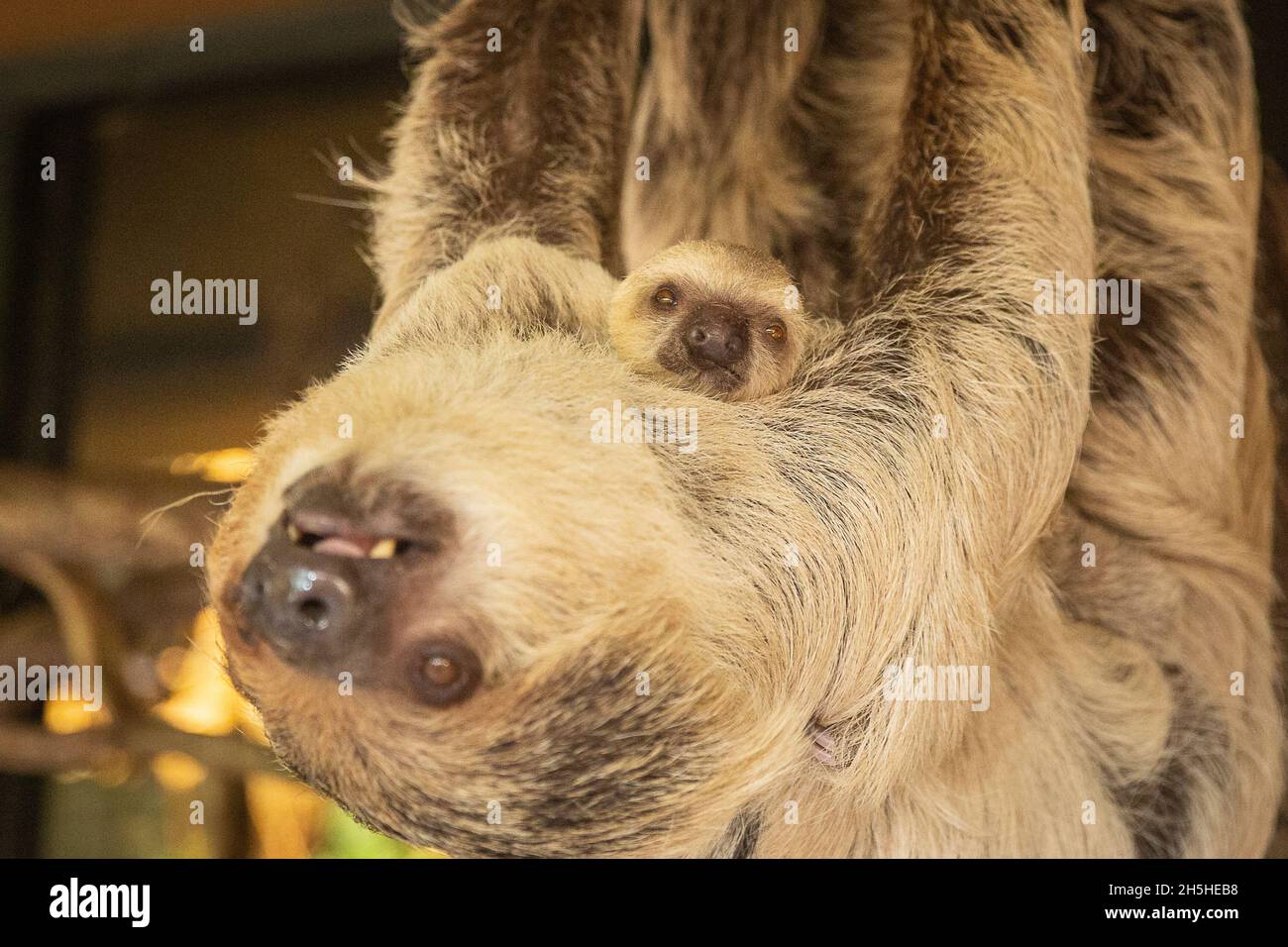 Der ZSL London Zoo hat die ersten Bilder und Aufnahmen seiner neuesten entzückenden Ankunft geteilt: Ein Baby mit Zweizehen-Faultier, das die Tierpfleger am Sonntag, dem 24. Oktober, mit einer schnellen Morgengeburt überraschte. Da Mutter Marilyn, die alle sechs ihrer früheren Babys in der Nacht zur Welt gebracht hatte, jeden Tag fällig war, kamen die Tierpfleger früh an, um das Schwangere zu überprüfen, das sie friedlich in ihrer Höhle zusammengeschummelt vorfanden, ohne dass ein Baby in Sicht war. Zufrieden war alles gut, die Tierpfleger machten das Frühstück für alle Tiere und kamen weniger als eine Stunde später zurück, um festzustellen, dass Marilyn ruhig in die Wehen gegangen war ... Stockfoto