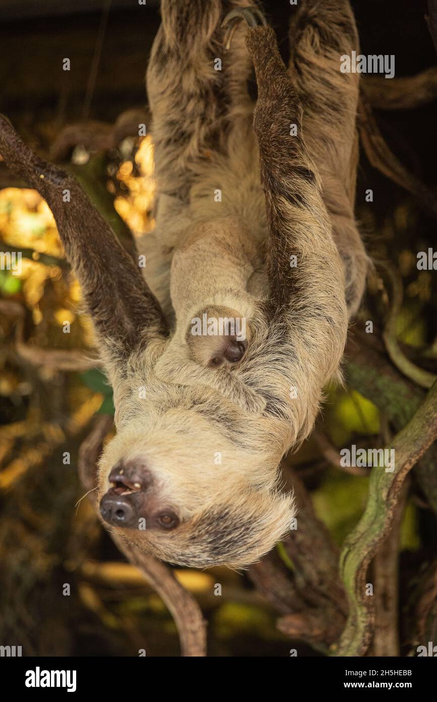 Der ZSL London Zoo hat die ersten Bilder und Aufnahmen seiner neuesten entzückenden Ankunft geteilt: Ein Baby mit Zweizehen-Faultier, das die Tierpfleger am Sonntag, dem 24. Oktober, mit einer schnellen Morgengeburt überraschte. Da Mutter Marilyn, die alle sechs ihrer früheren Babys in der Nacht zur Welt gebracht hatte, jeden Tag fällig war, kamen die Tierpfleger früh an, um das Schwangere zu überprüfen, das sie friedlich in ihrer Höhle zusammengeschummelt vorfanden, ohne dass ein Baby in Sicht war. Zufrieden war alles gut, die Tierpfleger machten das Frühstück für alle Tiere und kamen weniger als eine Stunde später zurück, um festzustellen, dass Marilyn ruhig in die Wehen gegangen war ... Stockfoto