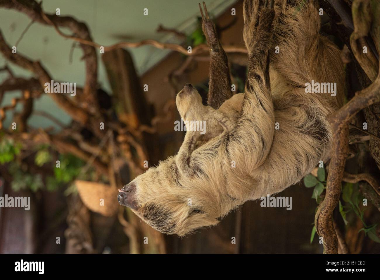 Der ZSL London Zoo hat die ersten Bilder und Aufnahmen seiner neuesten entzückenden Ankunft geteilt: Ein Baby mit Zweizehen-Faultier, das die Tierpfleger am Sonntag, dem 24. Oktober, mit einer schnellen Morgengeburt überraschte. Da Mutter Marilyn, die alle sechs ihrer früheren Babys in der Nacht zur Welt gebracht hatte, jeden Tag fällig war, kamen die Tierpfleger früh an, um das Schwangere zu überprüfen, das sie friedlich in ihrer Höhle zusammengeschummelt vorfanden, ohne dass ein Baby in Sicht war. Zufrieden war alles gut, die Tierpfleger machten das Frühstück für alle Tiere und kamen weniger als eine Stunde später zurück, um festzustellen, dass Marilyn ruhig in die Wehen gegangen war ... Stockfoto