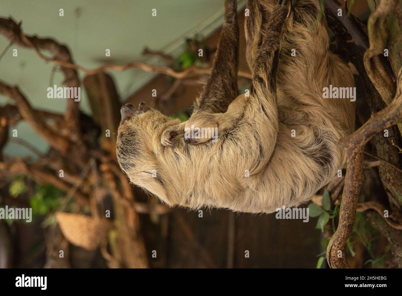 Der ZSL London Zoo hat die ersten Bilder und Aufnahmen seiner neuesten entzückenden Ankunft geteilt: Ein Baby mit Zweizehen-Faultier, das die Tierpfleger am Sonntag, dem 24. Oktober, mit einer schnellen Morgengeburt überraschte. Da Mutter Marilyn, die alle sechs ihrer früheren Babys in der Nacht zur Welt gebracht hatte, jeden Tag fällig war, kamen die Tierpfleger früh an, um das Schwangere zu überprüfen, das sie friedlich in ihrer Höhle zusammengeschummelt vorfanden, ohne dass ein Baby in Sicht war. Zufrieden war alles gut, die Tierpfleger machten das Frühstück für alle Tiere und kamen weniger als eine Stunde später zurück, um festzustellen, dass Marilyn ruhig in die Wehen gegangen war ... Stockfoto