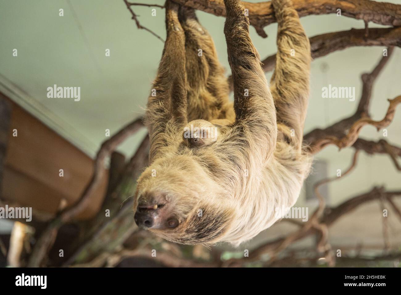 Der ZSL London Zoo hat die ersten Bilder und Aufnahmen seiner neuesten entzückenden Ankunft geteilt: Ein Baby mit Zweizehen-Faultier, das die Tierpfleger am Sonntag, dem 24. Oktober, mit einer schnellen Morgengeburt überraschte. Da Mutter Marilyn, die alle sechs ihrer früheren Babys in der Nacht zur Welt gebracht hatte, jeden Tag fällig war, kamen die Tierpfleger früh an, um das Schwangere zu überprüfen, das sie friedlich in ihrer Höhle zusammengeschummelt vorfanden, ohne dass ein Baby in Sicht war. Zufrieden war alles gut, die Tierpfleger machten das Frühstück für alle Tiere und kamen weniger als eine Stunde später zurück, um festzustellen, dass Marilyn ruhig in die Wehen gegangen war ... Stockfoto