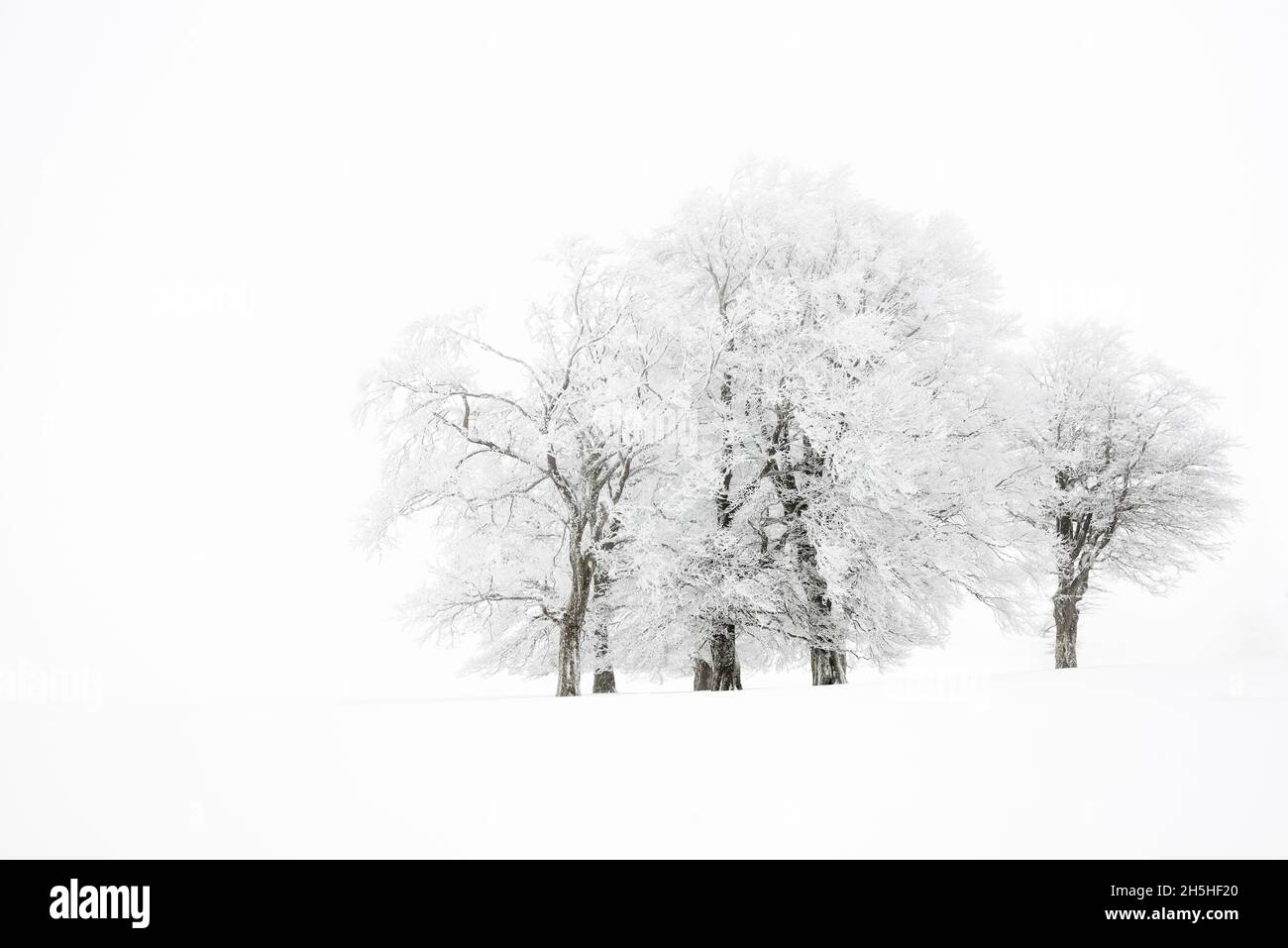Schneebedeckte Bäume im Nebel, Winter, Schauinsland, Freiburg im Breisgau, Schwarzwald, Baden-Württemberg, Deutschland Stockfoto