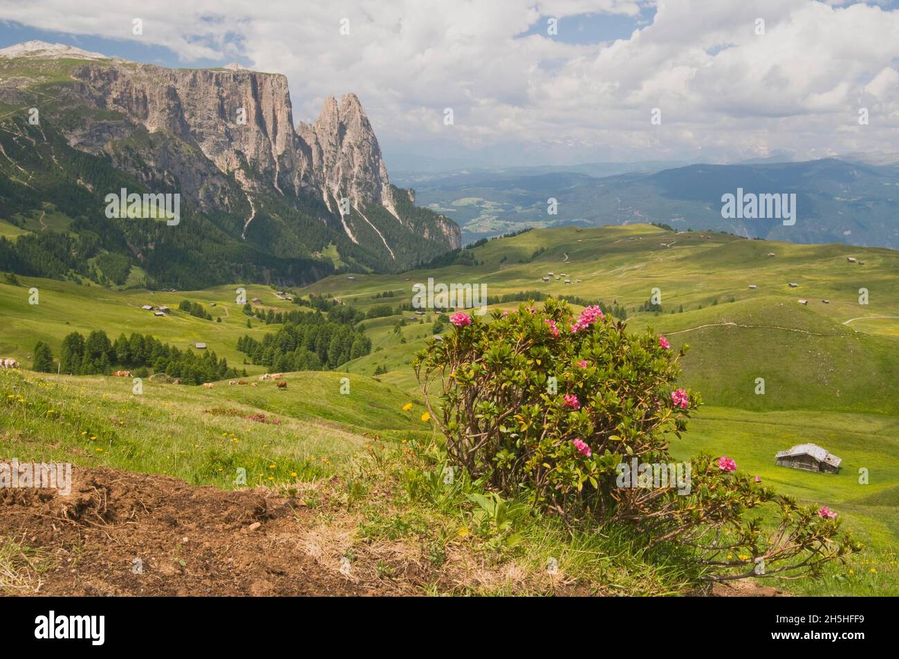 Rostblättrige alpenrose (Rhododendron ferrugineum) vor dem Schlern, Seiser Alm, Dolomiten, Italien Stockfoto