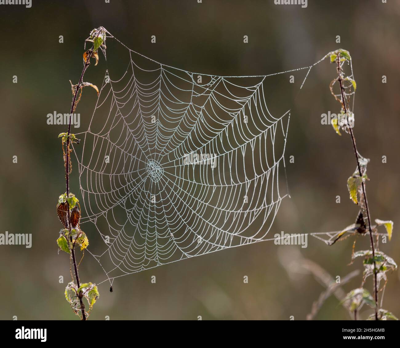 Morgentau deutschland -Fotos und -Bildmaterial in hoher Auflösung – Alamy
