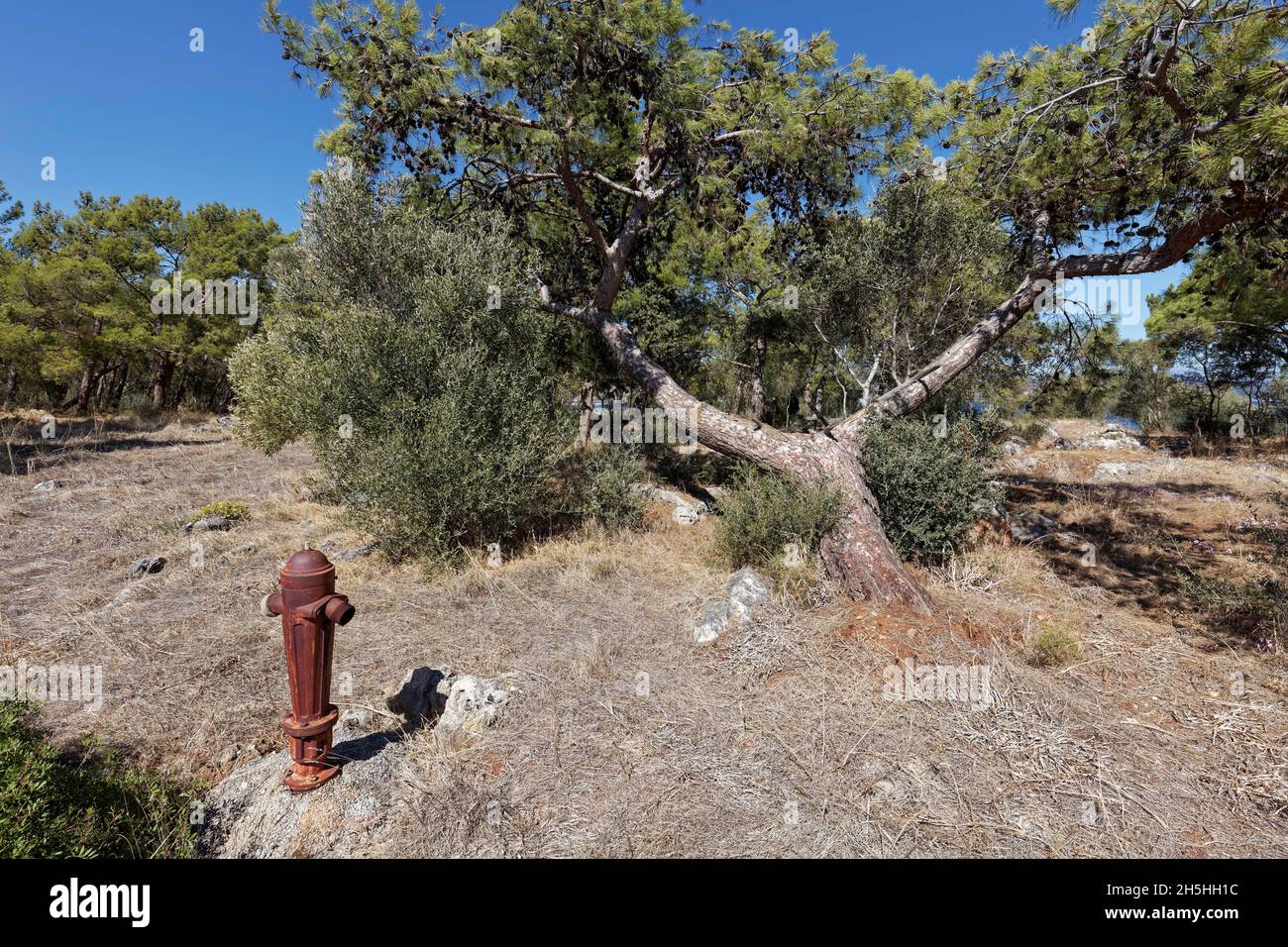 Alter Hydrant für Löschwasser in verwelkter Vegetation, mediterraner Kiefernwald, Waldbrandgefahr, Peloponnes, Griechenland Stockfoto