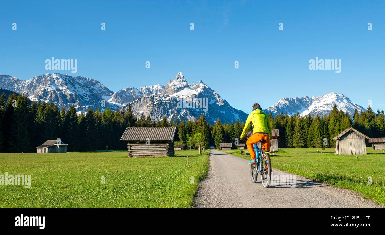 Mountainbiker unterwegs durch Wiese mit Heuschreppen, hinter verschneiten Berggipfeln im Frühjahr, Mieminger Kette mit Ehrwalder Sonnenspitze, Ehrwald Stockfoto