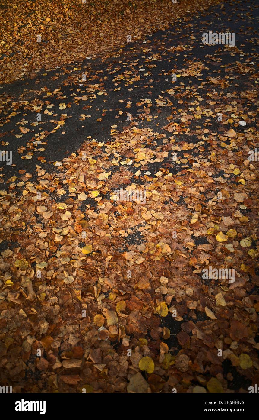 Rutschgefahr, Herbstlaub auf nasser Straße, Baden-Württemberg, Deutschland Stockfoto