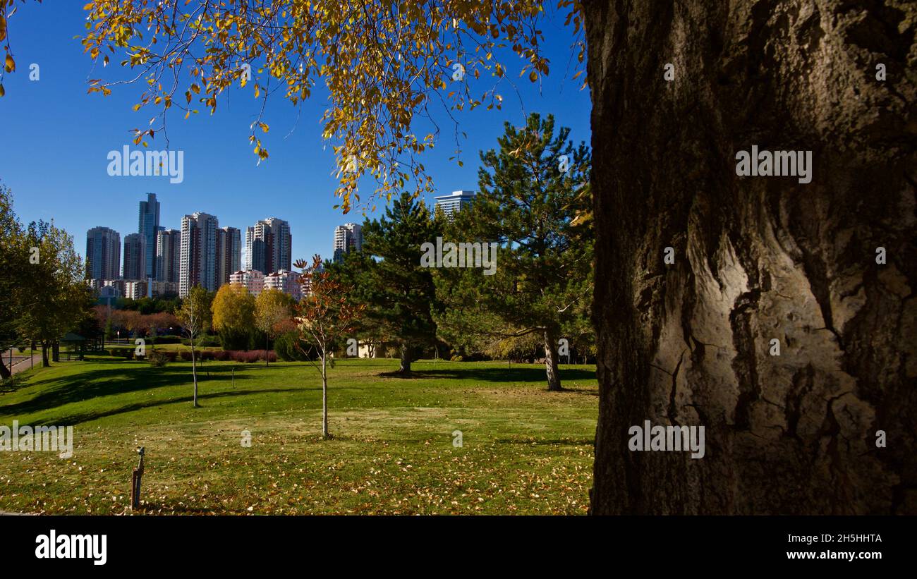 Birke im Herbst. Gelbe Birkenblätter vor einem blauen Himmel. Stockfoto