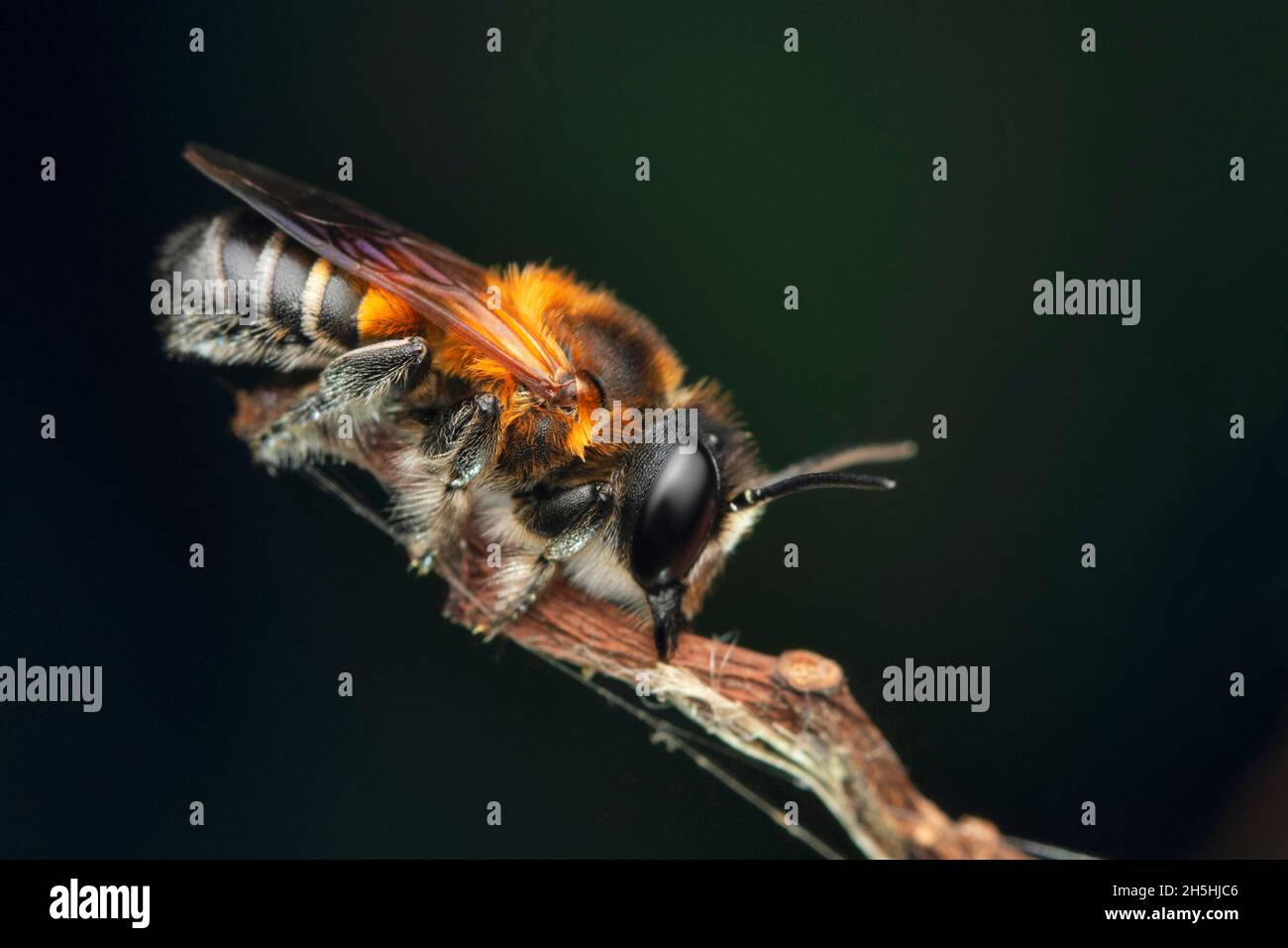 Seitlich von Riesenharzbiene, Megachile sculpturalis, Satara, Maharashtra, Indien, 2 Stockfoto