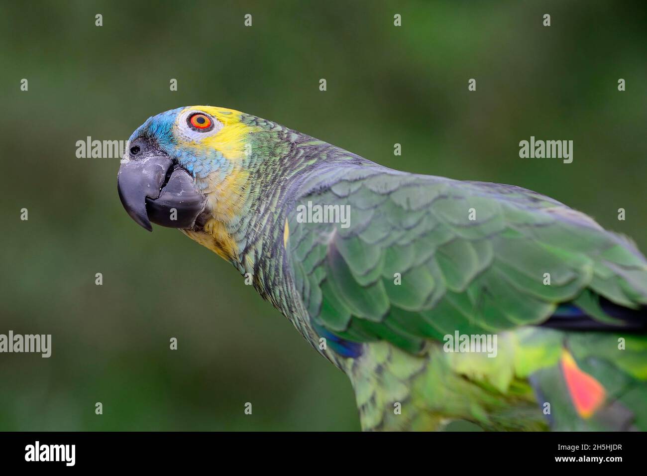 Blaustirniger amazonas (Amazona aestiva), Porträt, Yungas, in der Nähe von Caranavi, Departamento La Paz, Bolivien Stockfoto