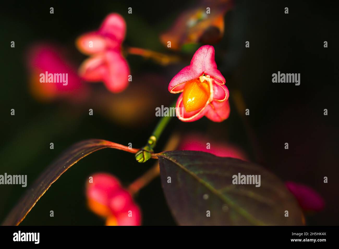 Europäische Spindel (Euonymus europaeus), Saatgutstand, Hessen, Deutschland Stockfoto