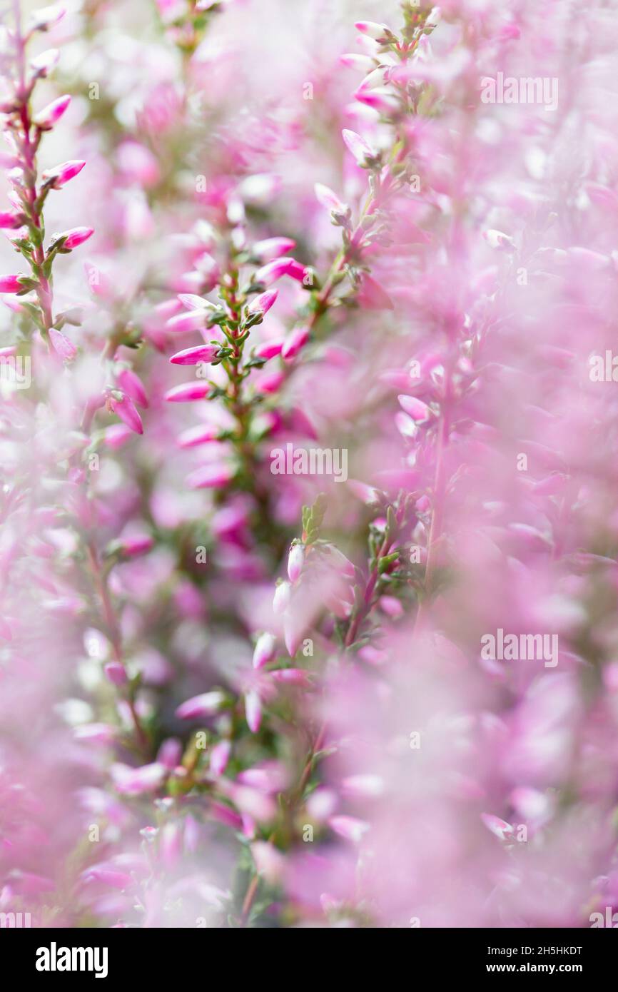 Nahaufnahme von rosa Heidekraut Blumen auf einem verschwommenen Hintergrund Stockfoto