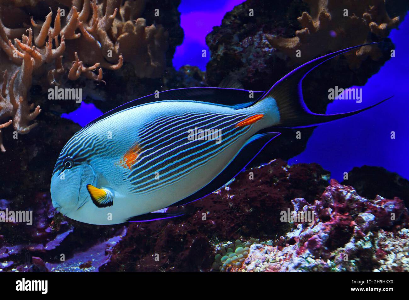 Rotmeer-Clown-Chirurg (Acanthurus Sohal), endemisch im Roten Meer, Aquarium, Ozeanographisches Museum Monaco, Monaco Ville, Monaco Stockfoto