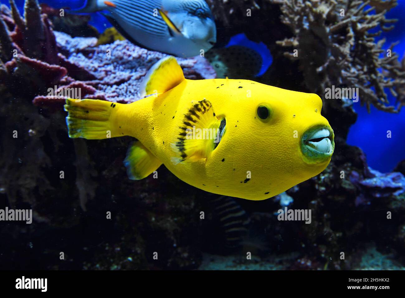 Schwarzfleckiger Kugelfisch (Arothron nigropunctatus), seltene gelbe Farbsorte, Aquarium, Ozeanographisches Museum Monaco, Monaco Ville, Monaco Stockfoto