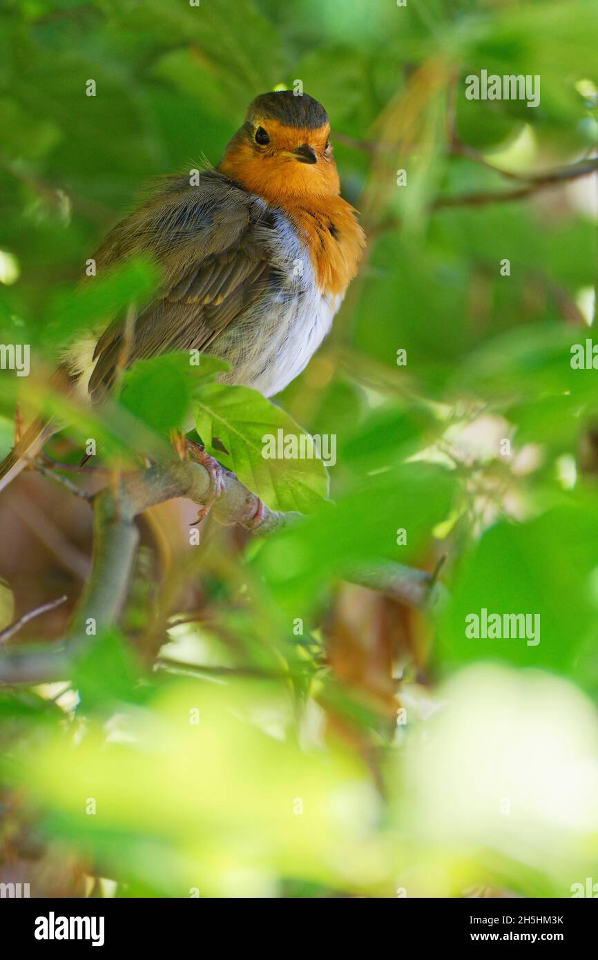 Rotbarsch (Erithacus rubecula), in Kupferbuche Hecke (Fagus silvatica) Stockfoto