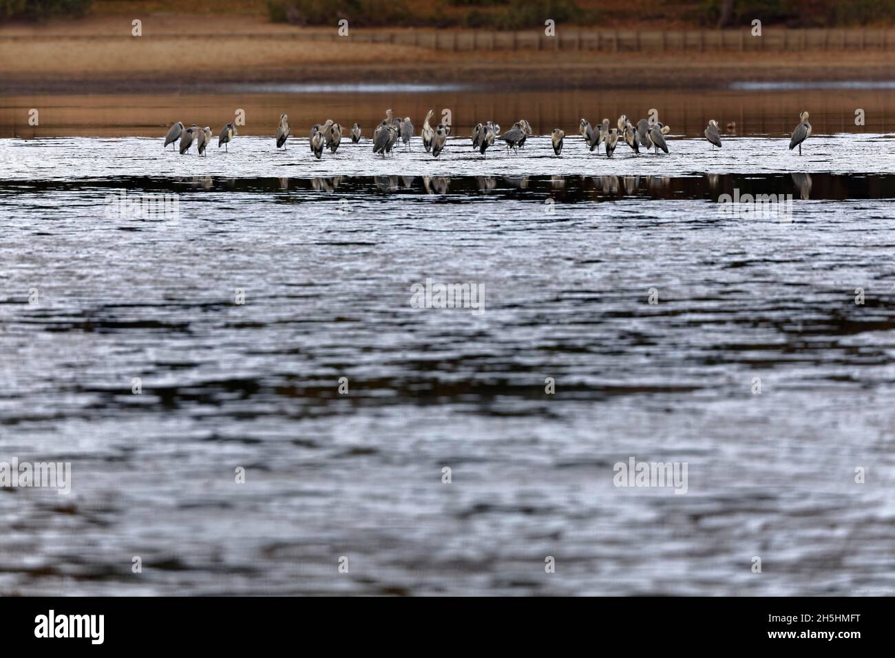 Große Zahlen, viele Graureiher (Ardea cinerea) lauern im Herbst am abgelassenen Fischteich nach Beute, abtropfend, abtropfend, kleiner Dutzendteich, ehemalige Stockfoto