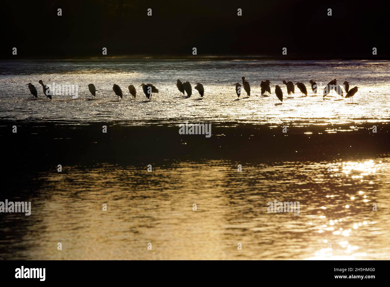 Große Anzahl, viele Graureiher (Ardea cinerea) im Hintergrund, lauernd auf Beute am entwässerten Fischteich im Herbst, entwässernd, entwässert, kleiner Stockfoto