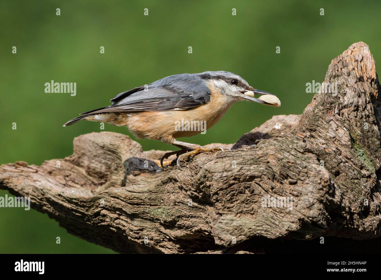 Youngster Eurasian Nuthatch (Sitta europaea) Niedersachsen, Deutschland Stockfoto