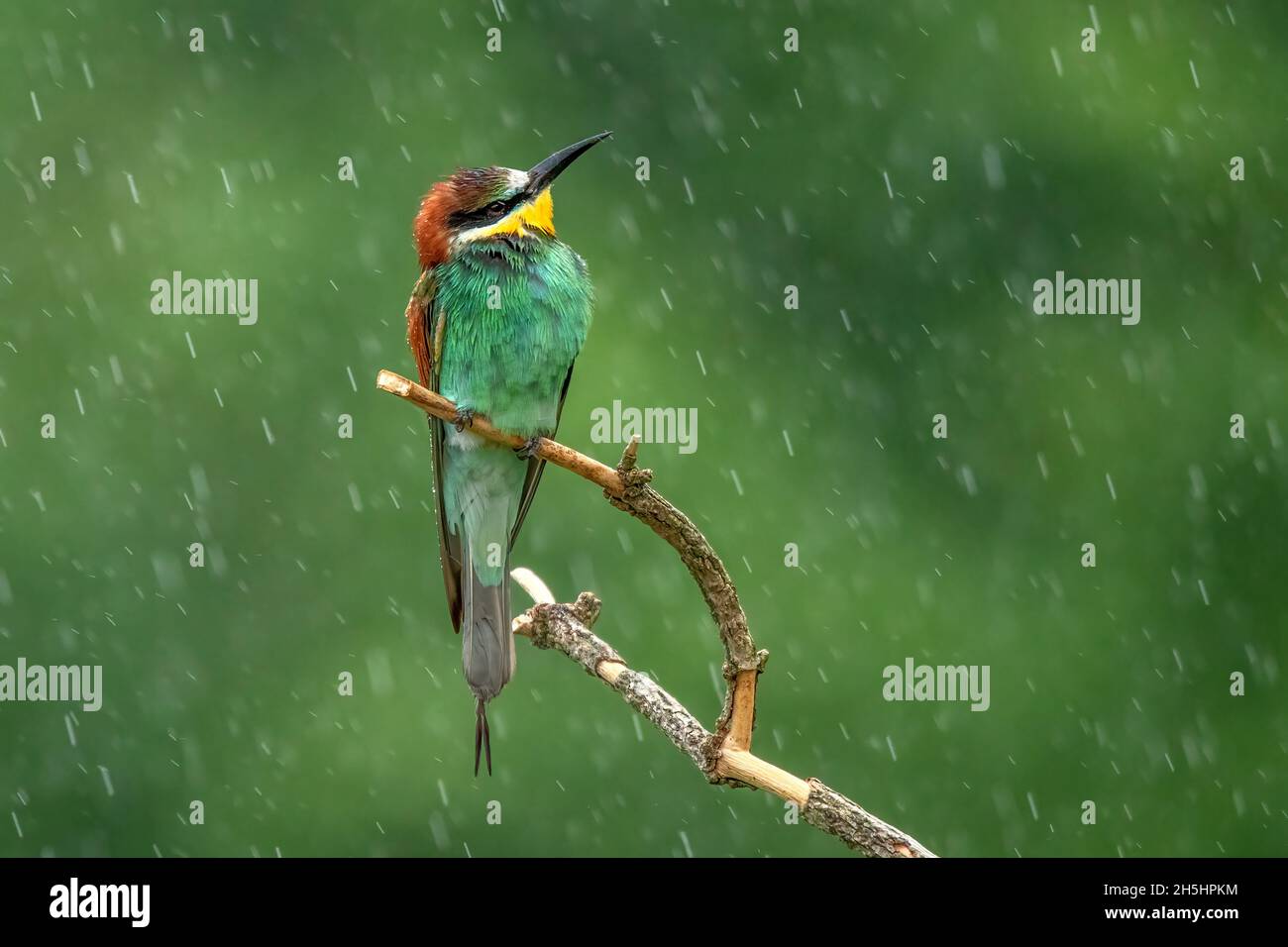 Natur,Vogel,farbig,Deutschland,Kaiserstuhl,Bienenfresser,Merops apiaster,Koloniebrüter *** Ortsüberschrift *** Natur, Vogel, Wild, bunt, Deutschland, Ka Stockfoto