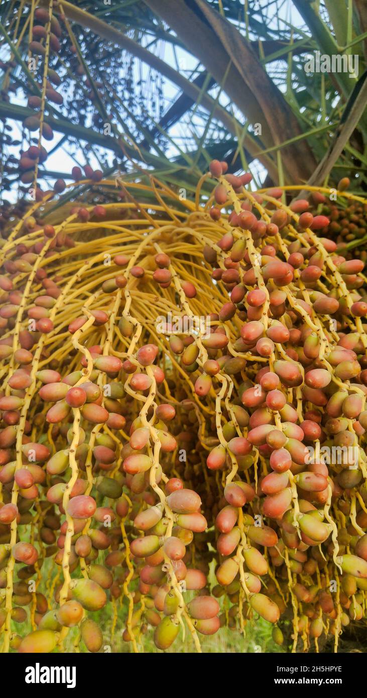 Vertikale Aufnahme von Datteln Früchte auf einem Baum Stockfoto