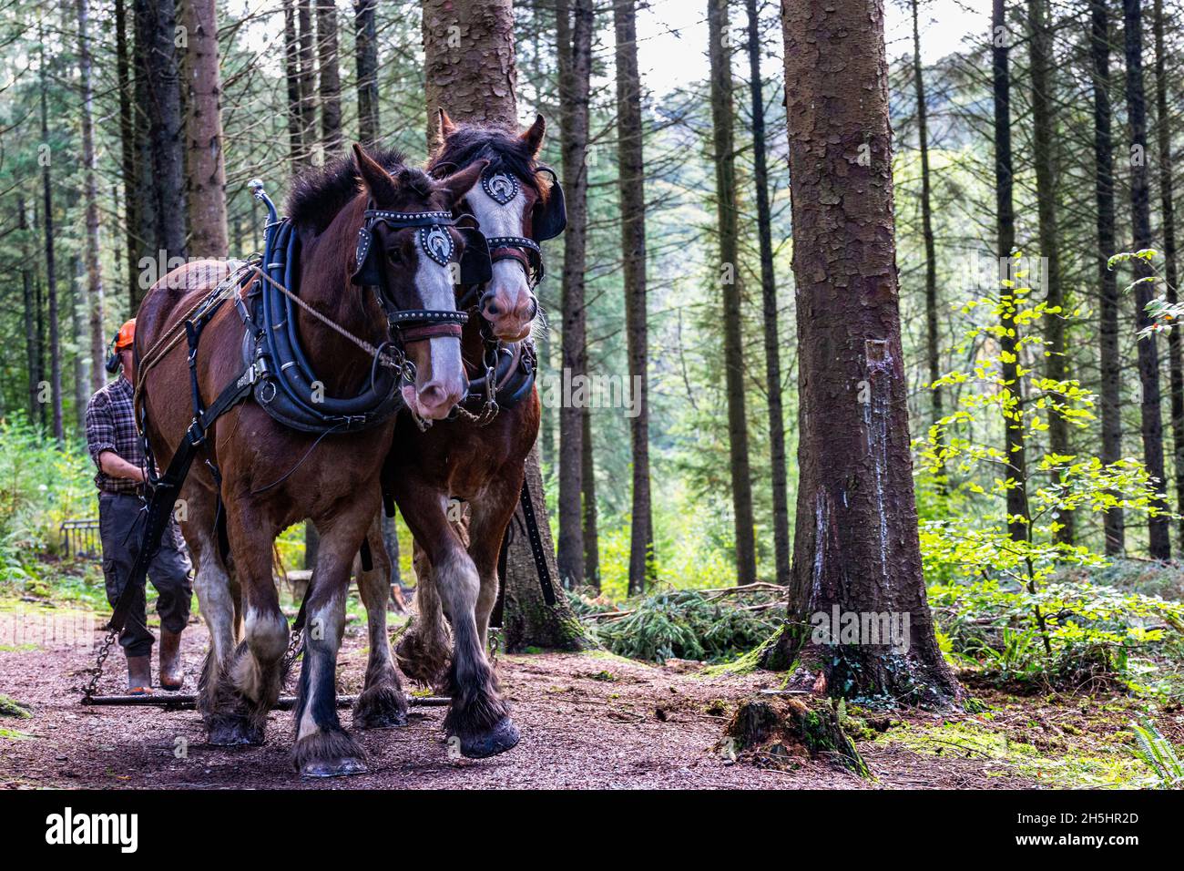 Zwei, arbeitende, schwere Pferde und Meister in einer Kiefernforstplantage, die zur Kamera gehen.Sie extrahieren gefällte Baumstämmchen. Stockfoto Zwei, arbeitende, schwere Pferde und Meister in einer Kiefernforstplantage, die zur Kamera gehen.Sie extrahieren gefällte Baumstämmchen. Stockfoto