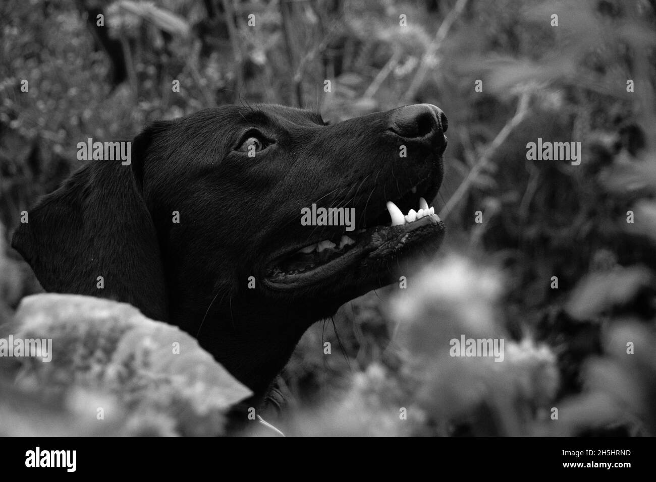 Ein Hund in einem Blumenfeld und sieht niedlich aus. Stockfoto