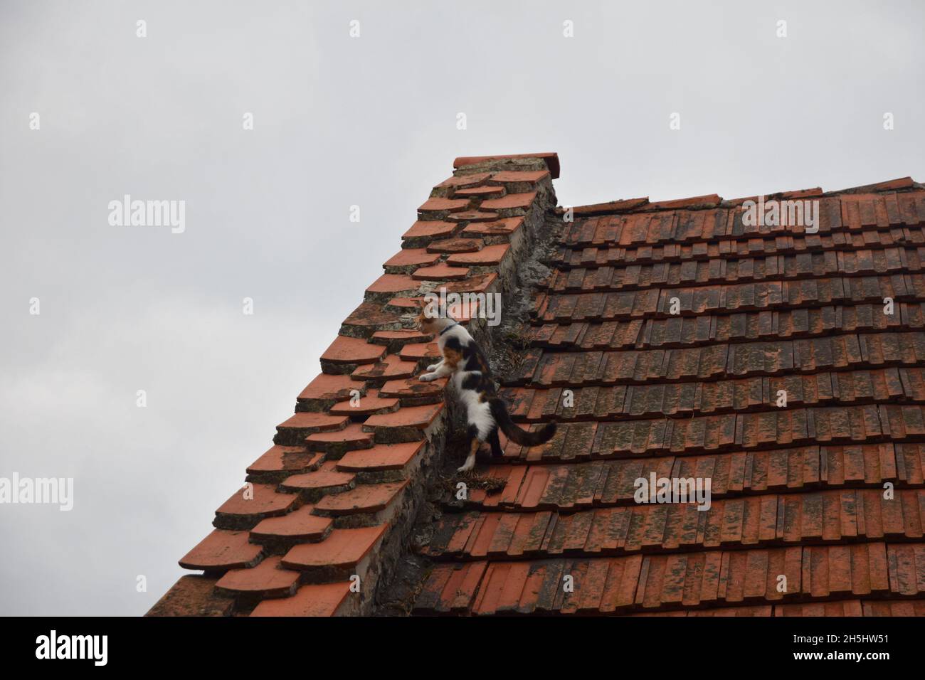 Eine piezende Katze beobachtet neugierig die Umgebung von oben auf dem Dach aus. Stockfoto