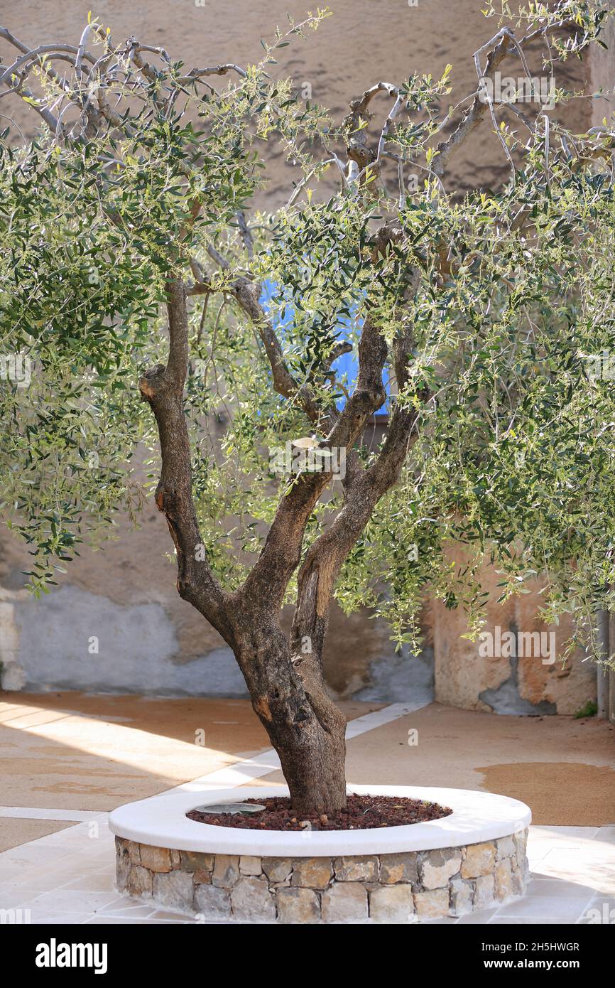 Olivenbaum an der Stelle von Saint Cezaire, Alpes-Maritimes, Prealpes d'Azur, vallee de la Siagne, PACA Stockfoto