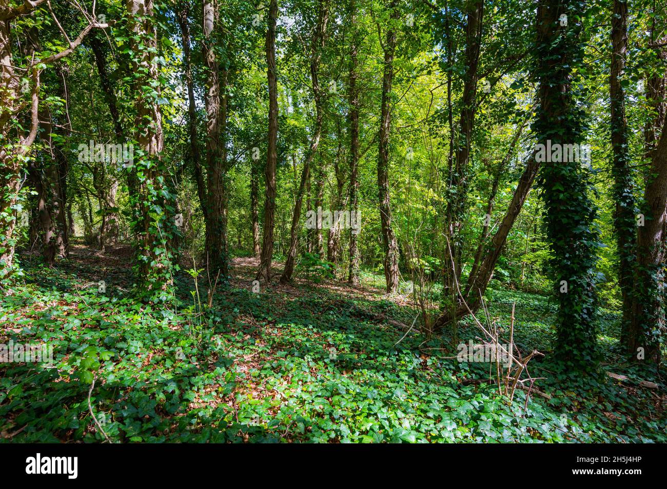 Dichtes Waldgebiet mit Reben, die auf Bäumen wachsen und mit gemeinem Efeu (Hedera Helix) bedeckt sind, im Frühjahr in England, Großbritannien. Stockfoto