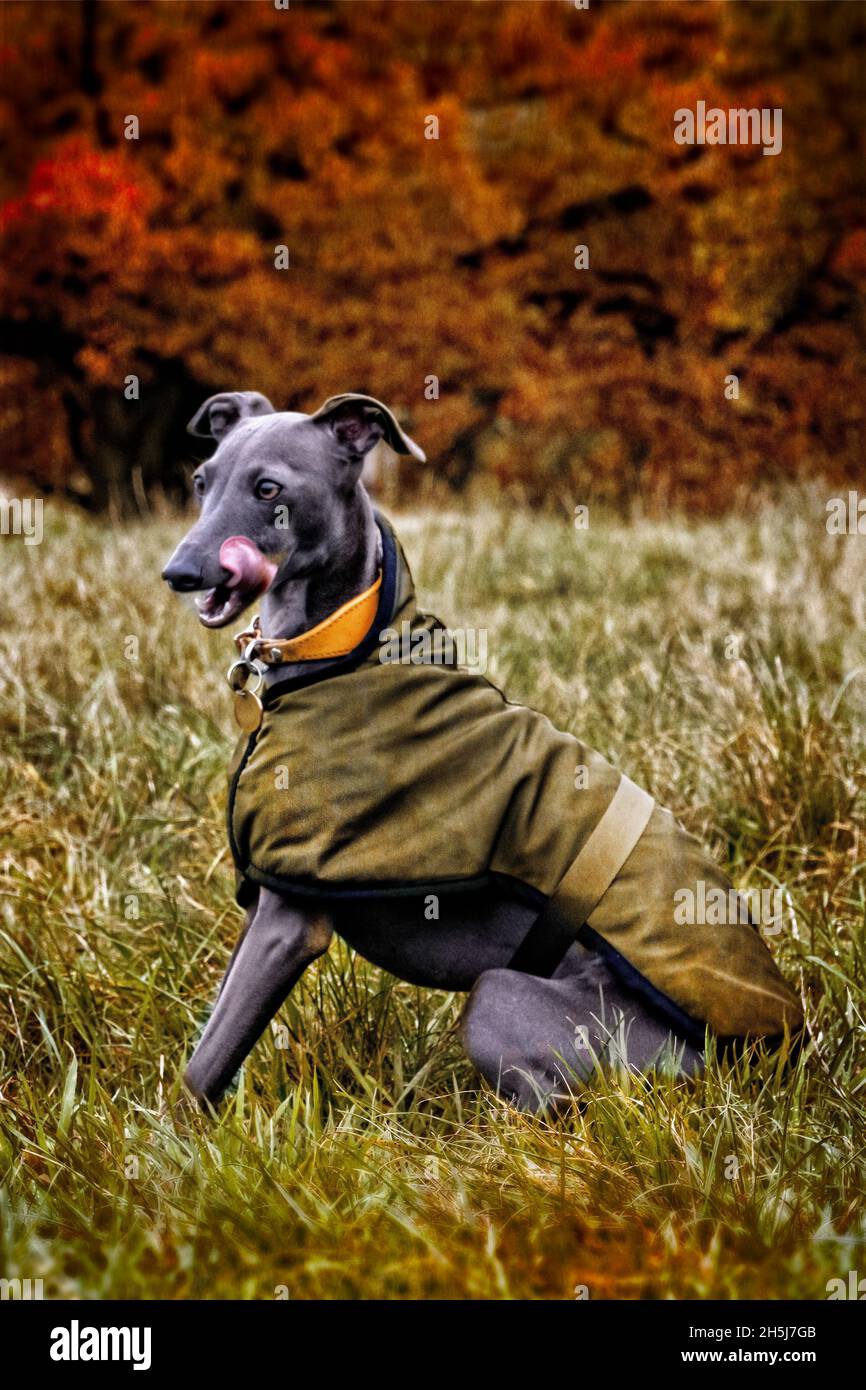 Italienischer Greyhound auf der Hampstead Heath London im Herbst Stockfoto