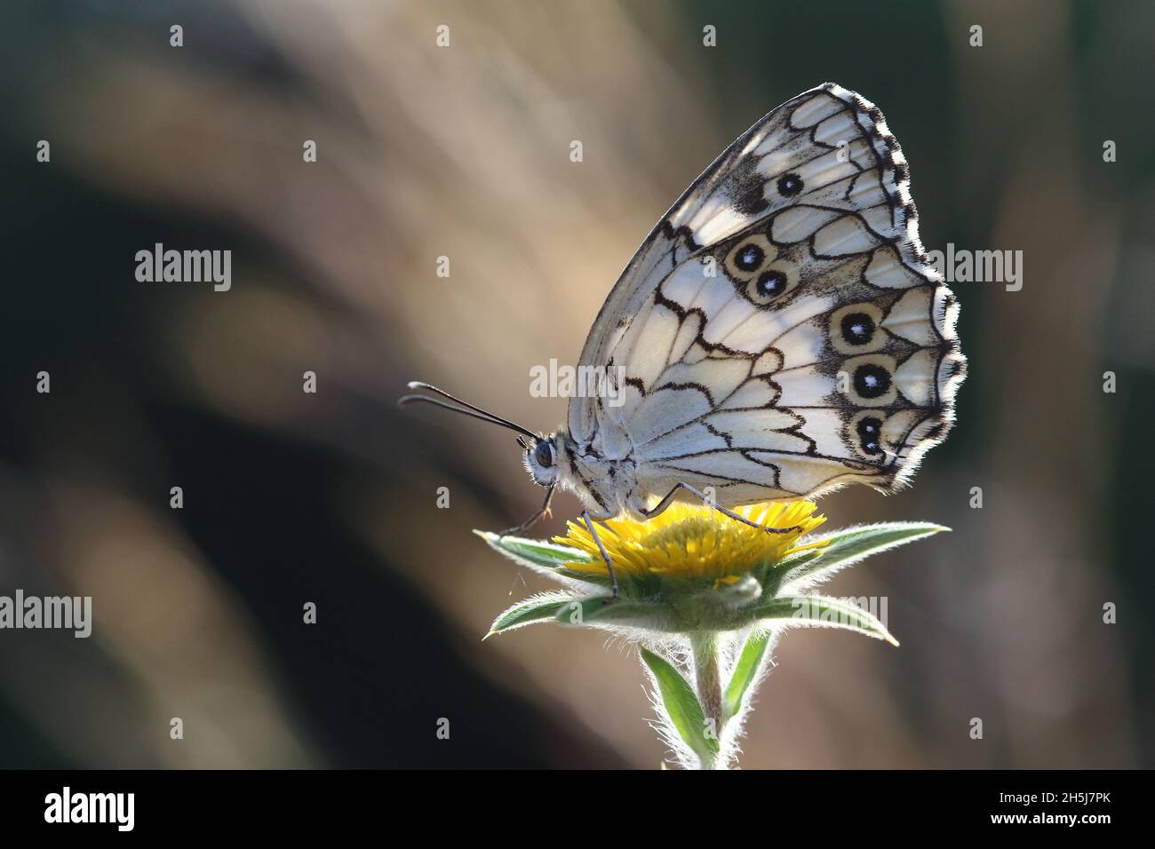 Mediterranes Marmorweiß (Melanargia Titea ) Schmetterling Stockfoto