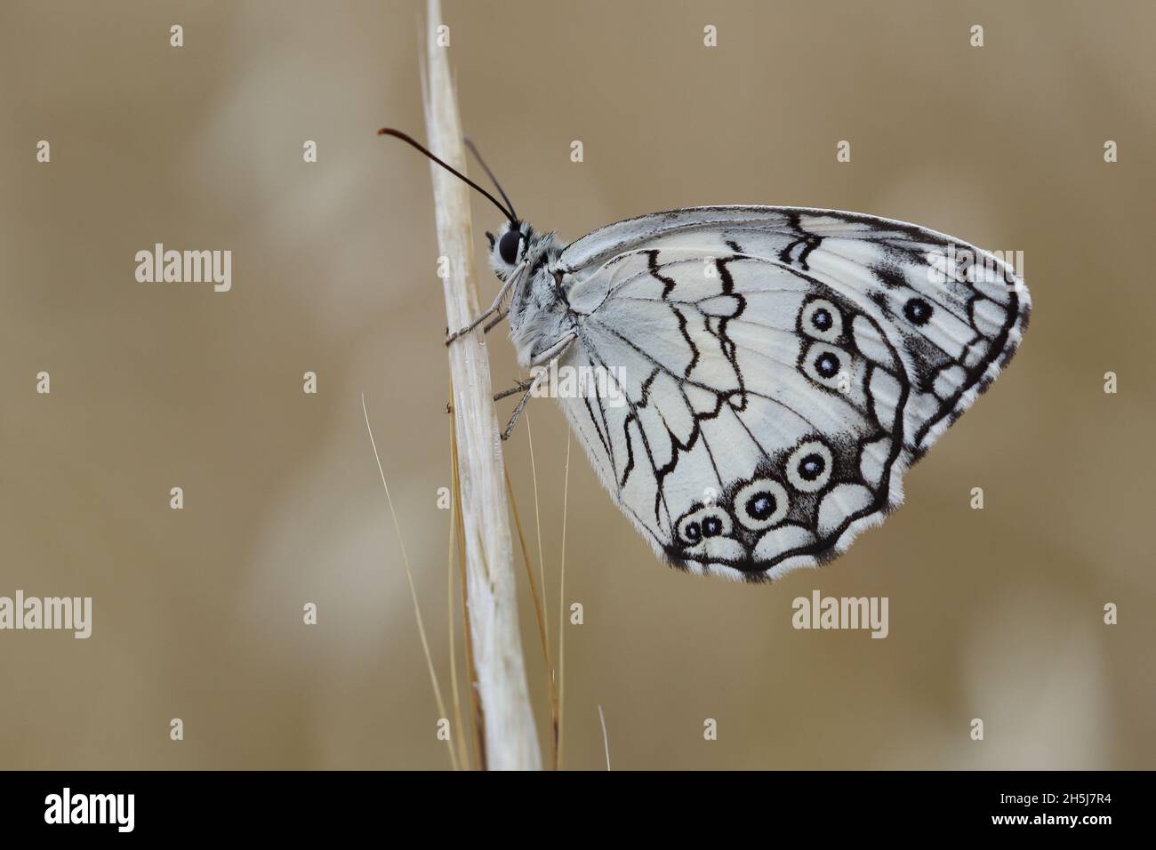 Mediterranes Marmorweiß (Melanargia Titea ) Schmetterling Stockfoto