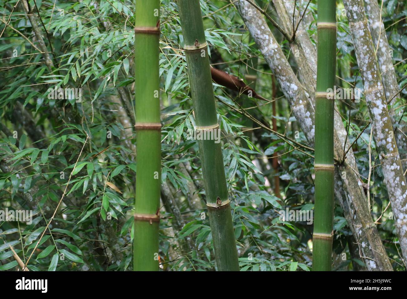 Bambusstöcke im Archäologischen Park von San Agustin, Kolumbien Stockfoto
