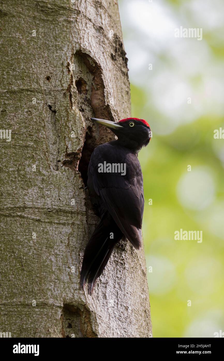 Schwarzspecht, Dryocopus martius, Schwarzspecht Stockfoto