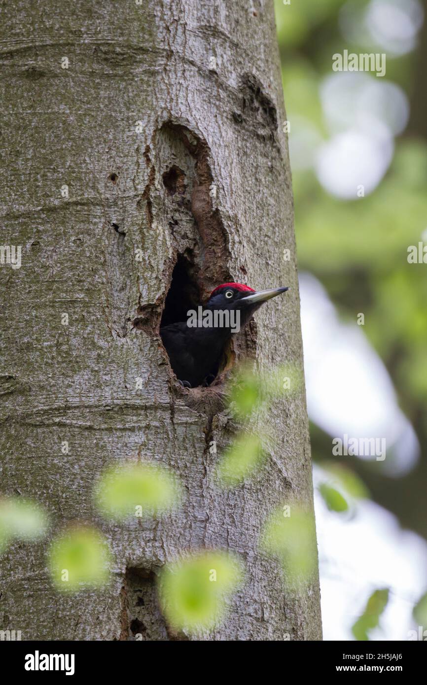 Schwarzspecht, Dryocopus martius, Schwarzspecht Stockfoto