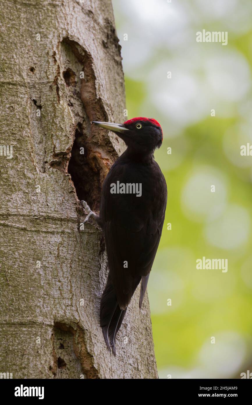 Schwarzspecht, Dryocopus martius, Schwarzspecht Stockfoto