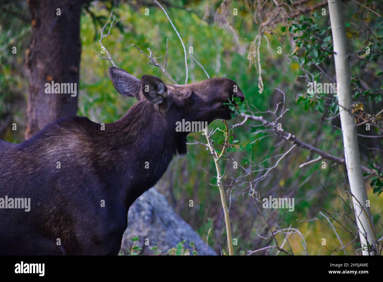 Elche, die Äste im Rocky Mountain National Park, Colorado, reißen Stockfoto