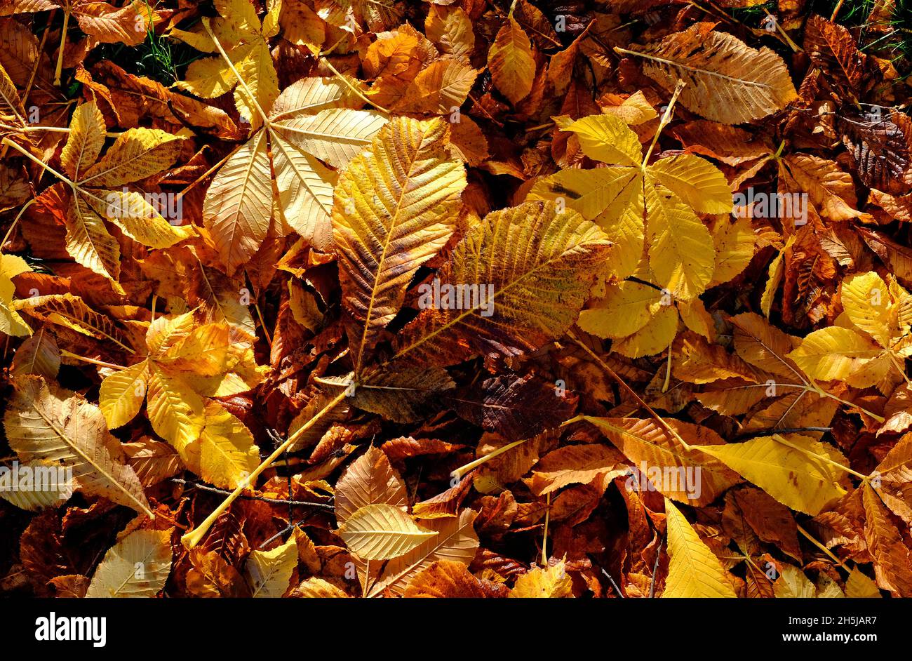 golden gelb orange Herbst Blätter Hintergrund Stockfoto