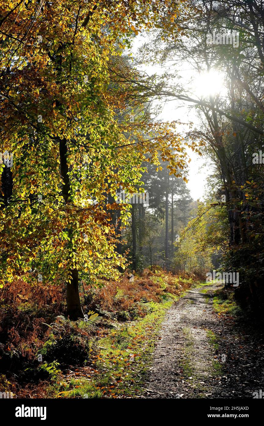 Herbstwald, Feldbrigg-Wald, Nord-norfolk, england Stockfoto