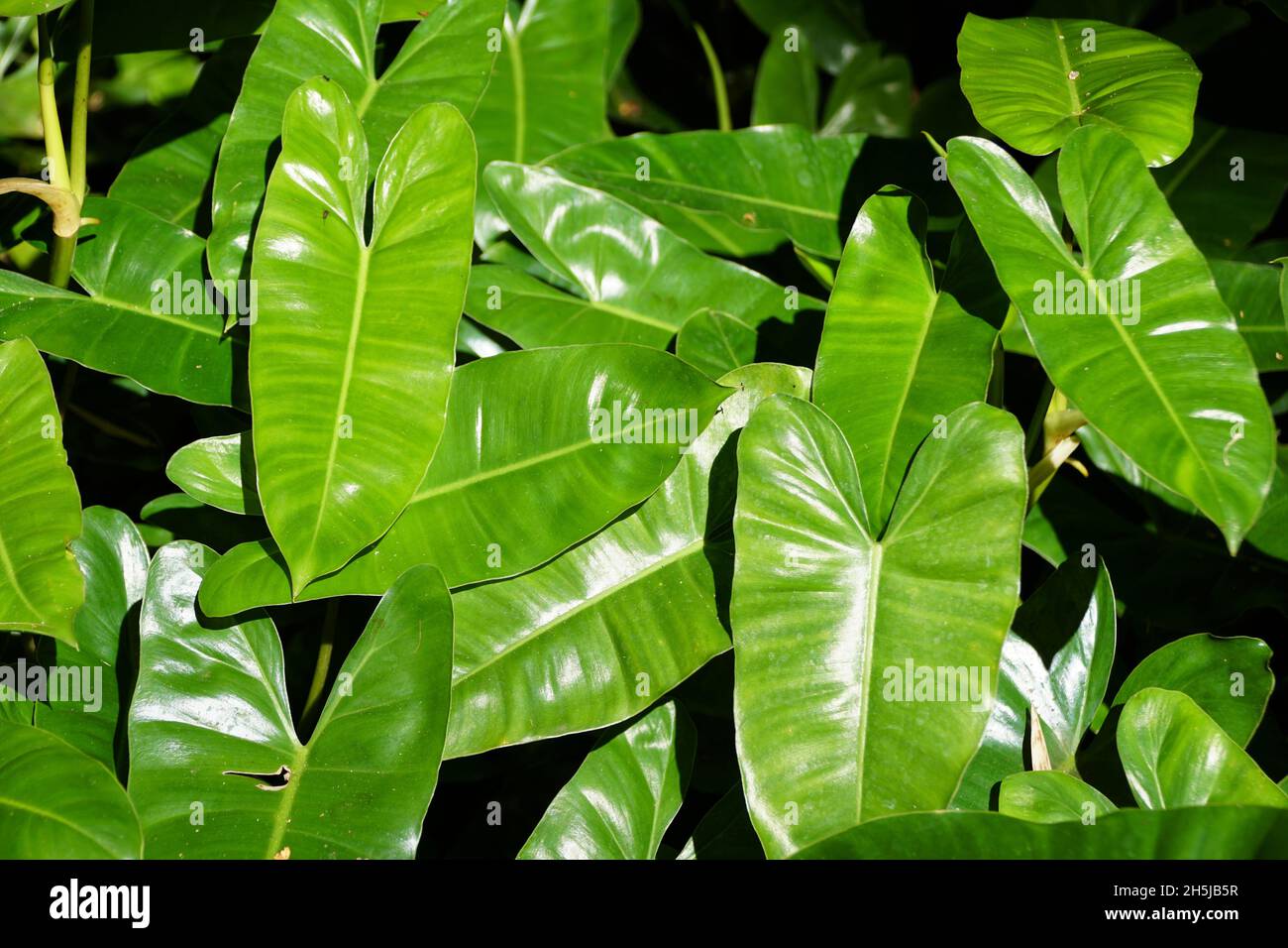 Schöne grüne Blätter von Philodendron Burle Marx, einer tropischen Pflanze Stockfoto