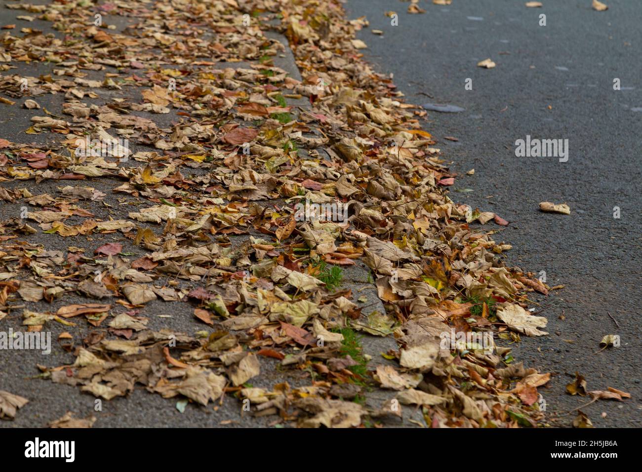 Herbstlaub auf einem Bürgersteig (Bürgersteig). Die Abdeckung von Blättern, in denen Menschen gehen, kann nach Regen zu rutschigen Bedingungen führen. Stockfoto