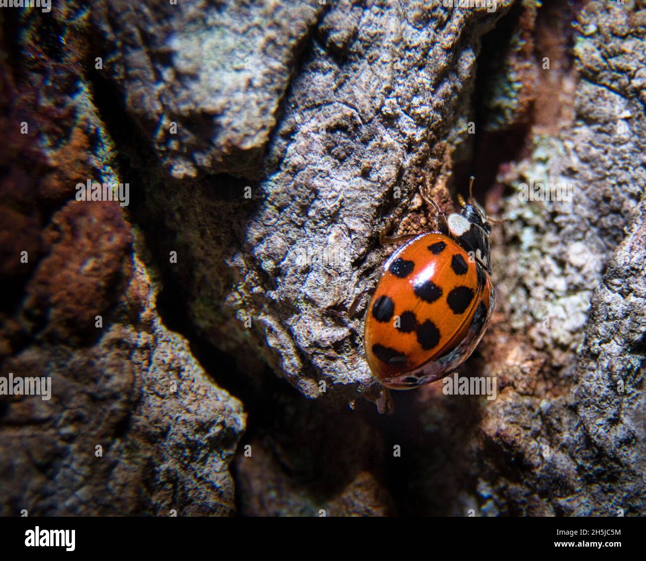 Lady Bird Stockfoto