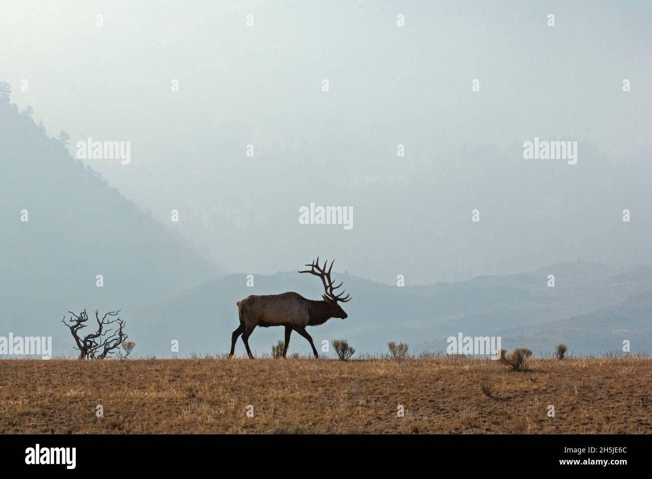 Bullenelch (Cervus canadensis). Yellowstone National Park, Wyoming, USA. Stockfoto