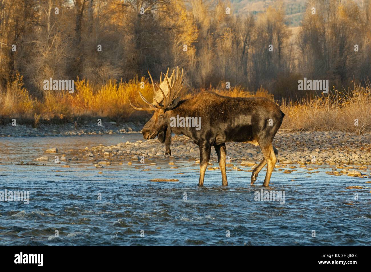 Stiermoose (Alces alces), die bei Sonnenuntergang einen Gebirgsfluss überquert. Grand Teton National Park, Wyoming, USA. Stockfoto