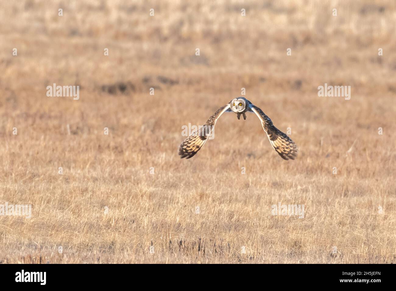 Kurzohrige Eulen, Acadia-Nationalpark, Maine Stockfoto