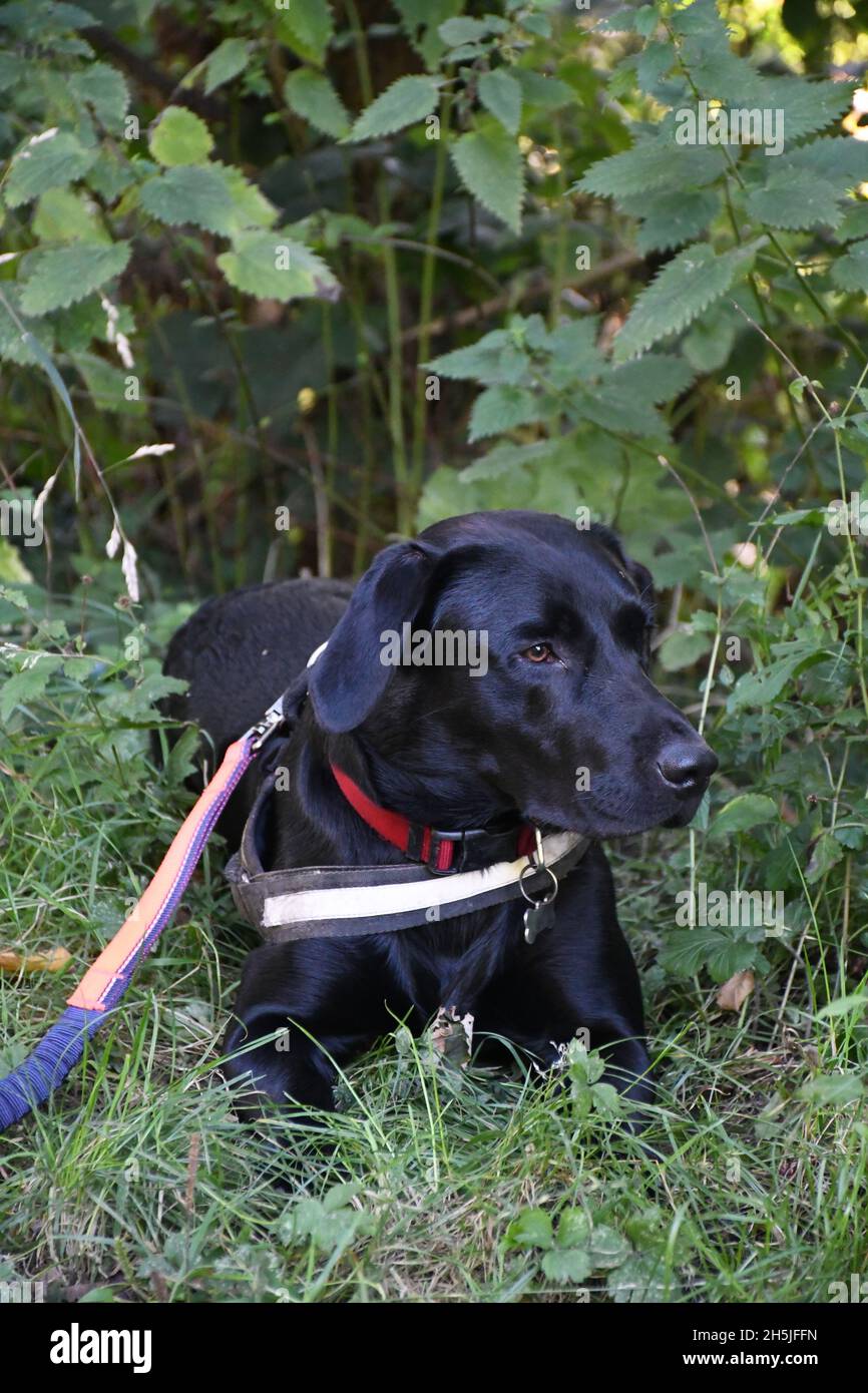 Bob der schwarze Labrador auf einem Kanalboot Holiday. Stockfoto