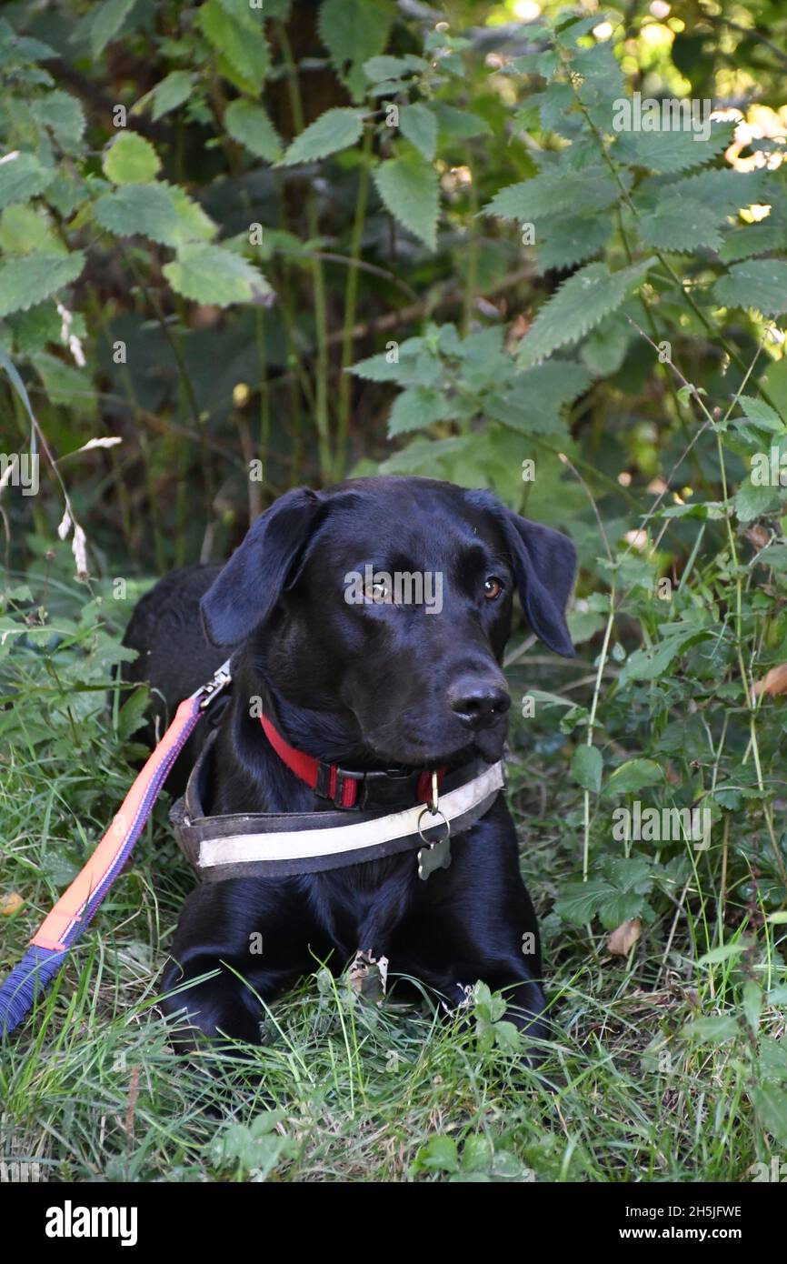 Bob der schwarze Labrador auf einem Kanalboot Holiday. Stockfoto